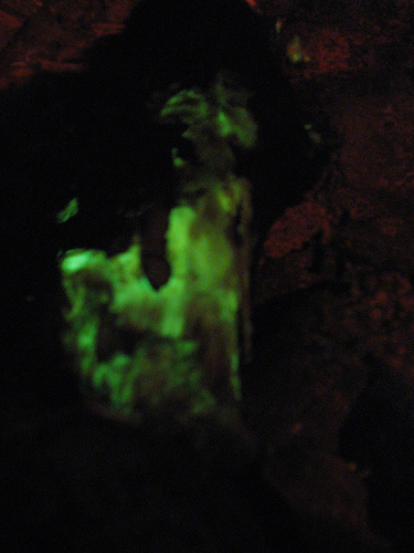 Foxfire: Bioluminescent Fungi