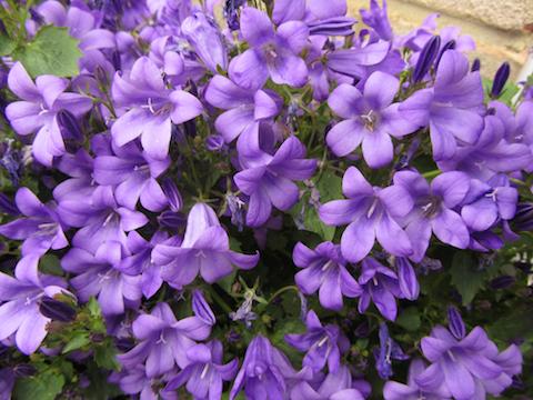 [Photo of Campanula]