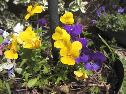 [Photo of Pansies]